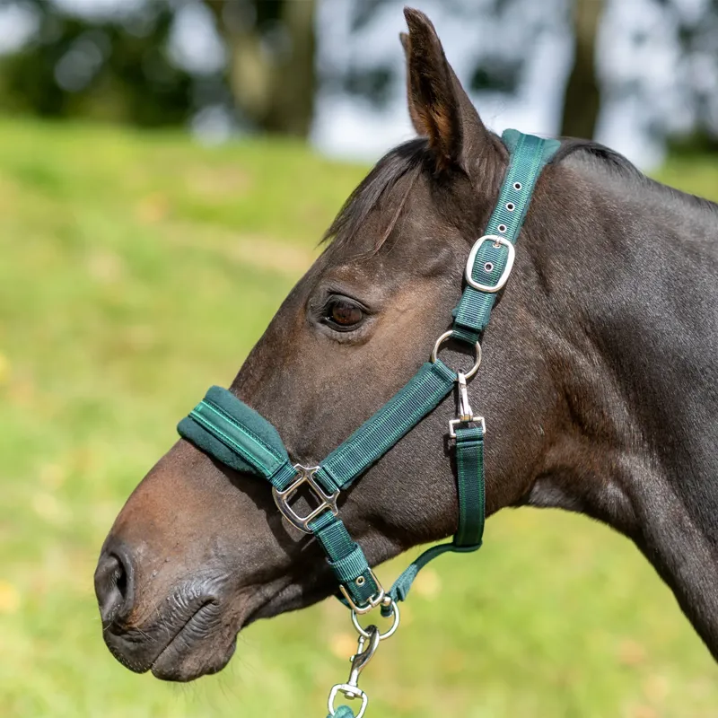 Equilibrium Stellar Style Headcollar - Green-2