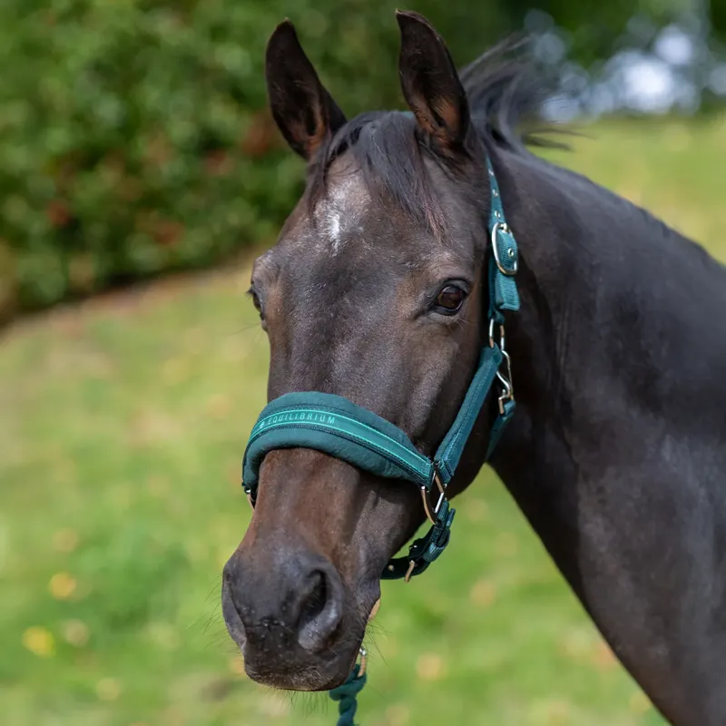 Equilibrium Stellar Style Headcollar - Green-1