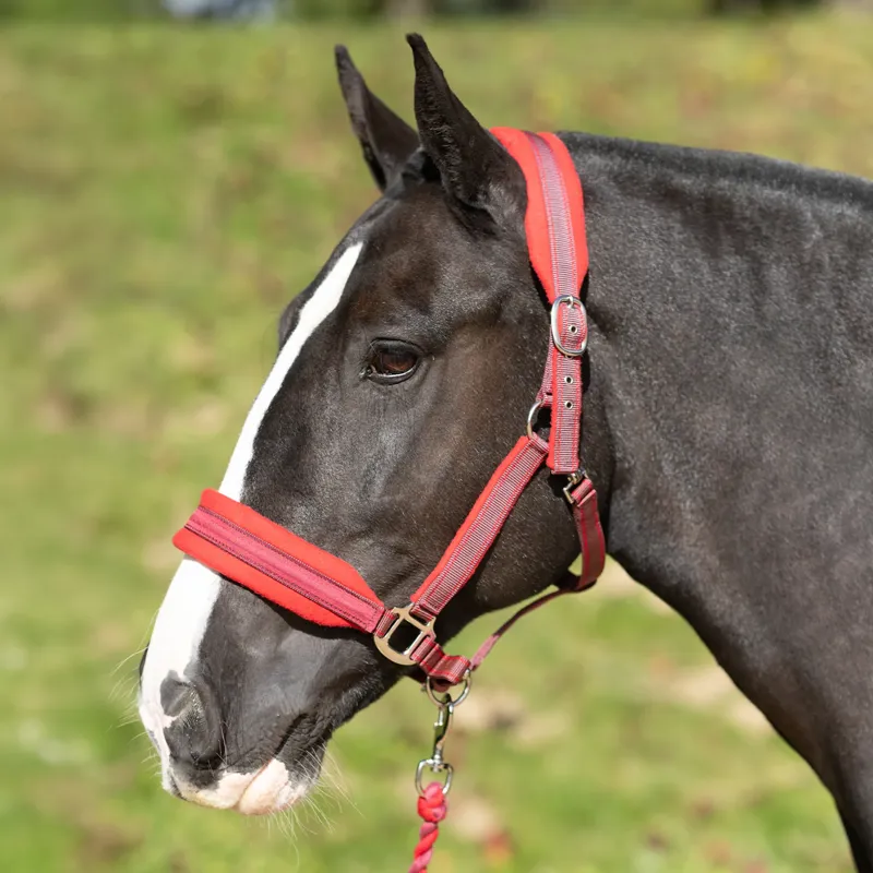 Equilibrium Stellar Style Headcollar - Red-1