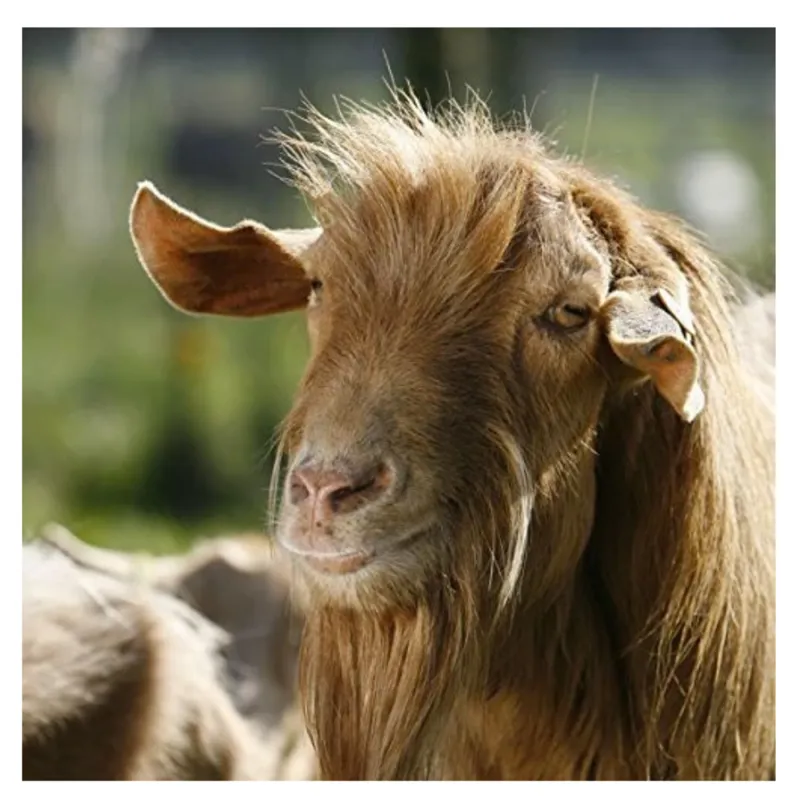 Countryside Greetings Sound Card - Golden Guernsey Goat
