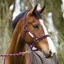 Horseware Amigo Pony Headcollar - Berry/Fuschia