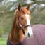 Horseware Amigo Headcollar - Chocolate/Chocolate/Raspberry 