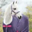 Horseware Amigo Headcollar - Grape/Pink/White/Blue 