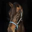 Horseware Field Safe Headcollar - Baby Blue