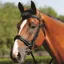 Mark Todd Padded Cavesson Bridle - Black