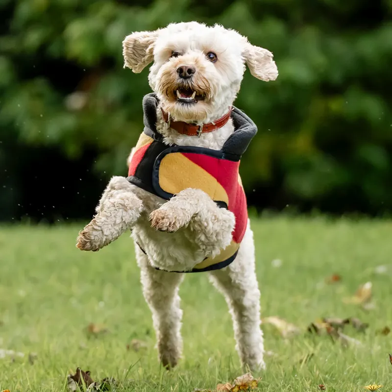 Horseware Newmarket Dog Fleece - Witney Gold-3