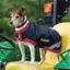 Horseware Rambo Waterproof Dog Rug Coat - Navy/Red