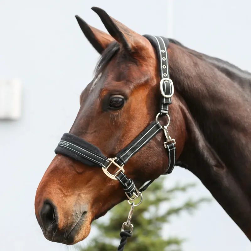 Equilibrium Stellar Style Headcollar - Black-2