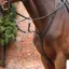 Shires Velociti LUSSO Opus Running Martingale - Black