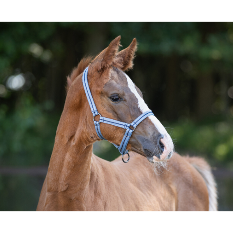 QHP Foal Headcollar Collection - Country Blue-1