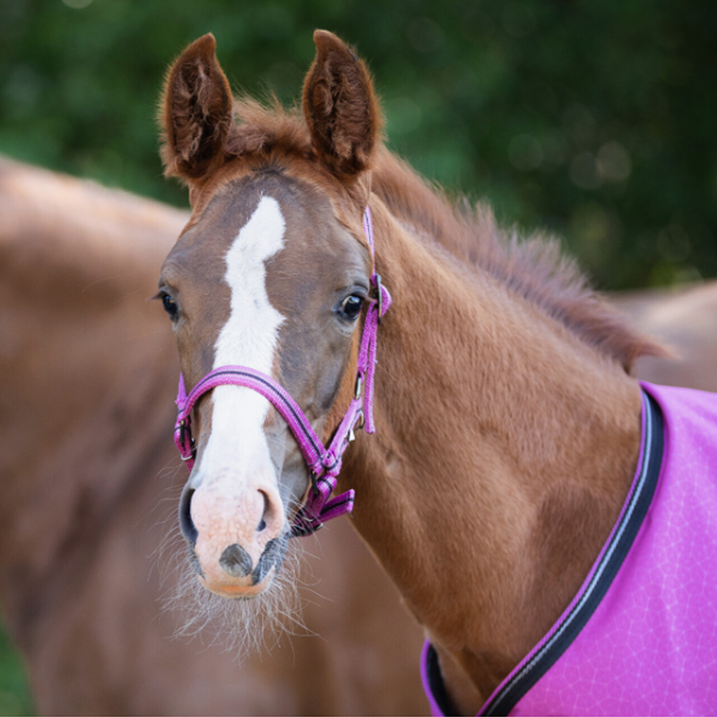 QHP Foal Headcollar Collection - Festival-1