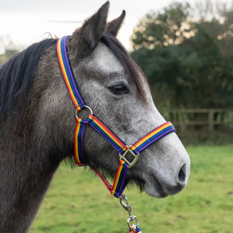 Cameo Rainbow Padded Headcollar