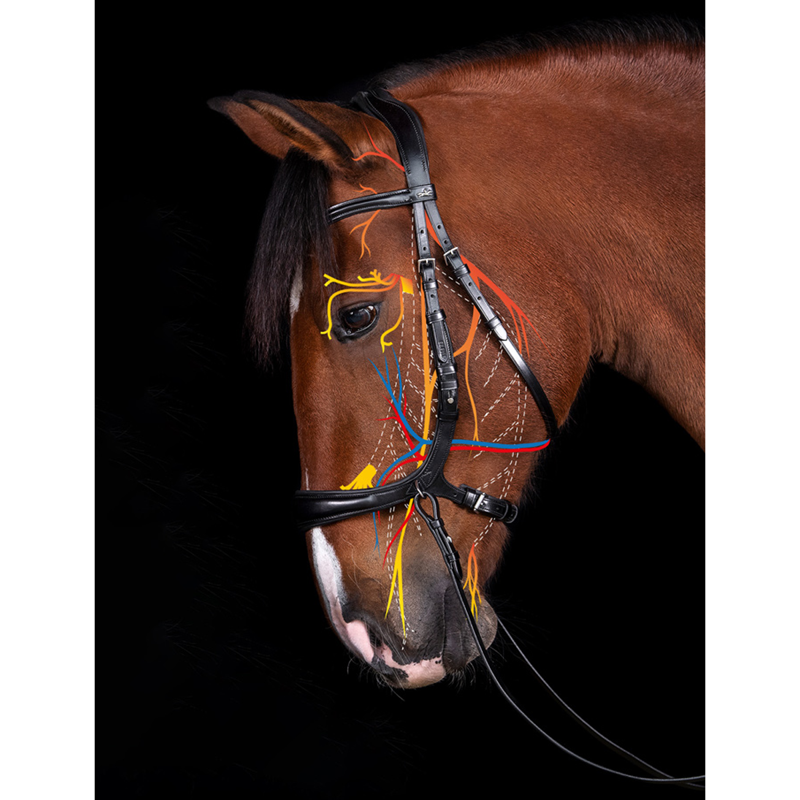 Schockemohle Equitus Theta Bridle - Espresso/Silver-3