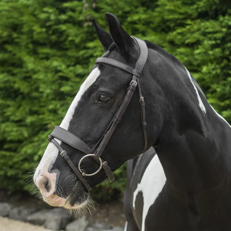 Ecorider Show Comfort Bridle - Black-3