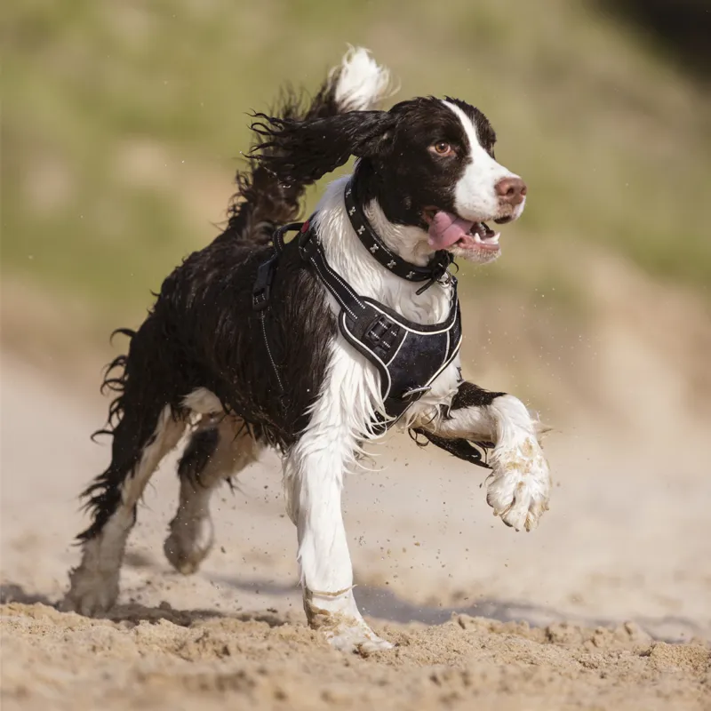 LeMieux Wellow Canvass Dog Harness - Navy-3