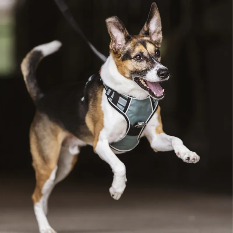 LeMieux Wellow Canvass Dog Harness - Sage-3