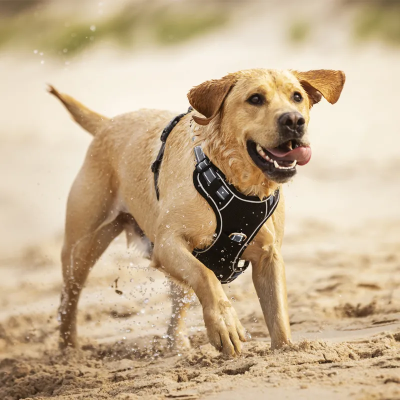 LeMieux Winchester Mesh Dog Harness - Black-2