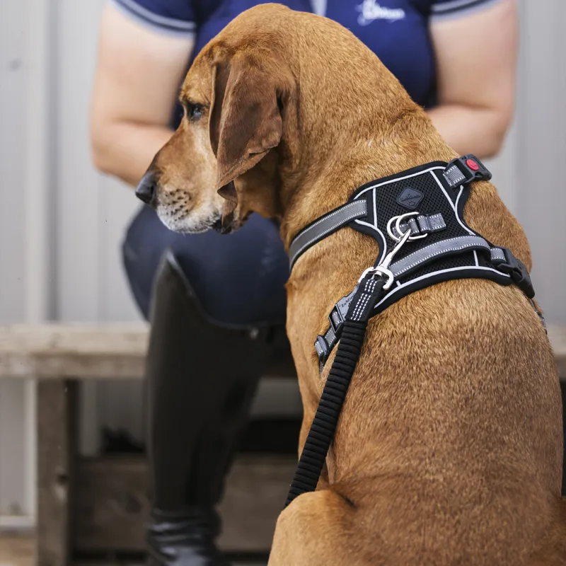 LeMieux Winchester Mesh Dog Harness - Black-4