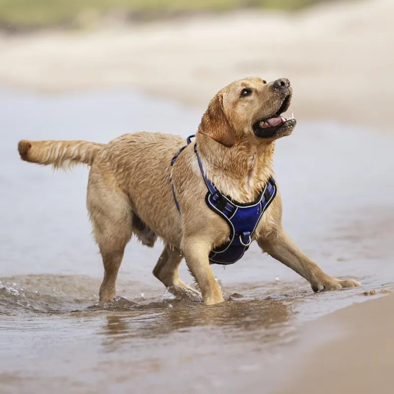 LeMieux Winchester Mesh Dog Harness - Bluebell-3