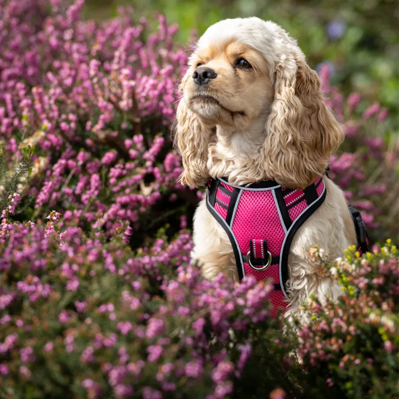 LeMieux Winchester Mesh Dog Harness - Watermelon-5