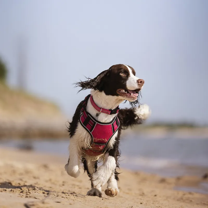 LeMieux Winchester Mesh Dog Harness - Watermelon-6