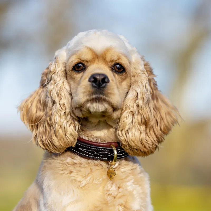 LeMieux Windsor Padded Collar - Chocolate/Brown-3