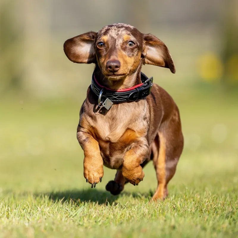 LeMieux Windsor Padded Collar - Black/Burgundy-3