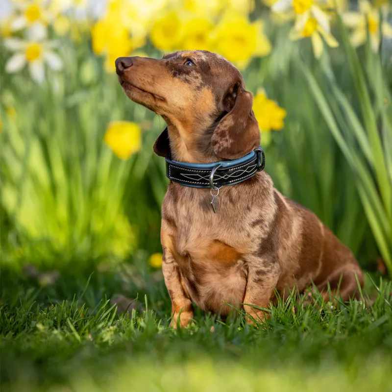 LeMieux Windsor Padded Collar - Black/Ice Blue-3