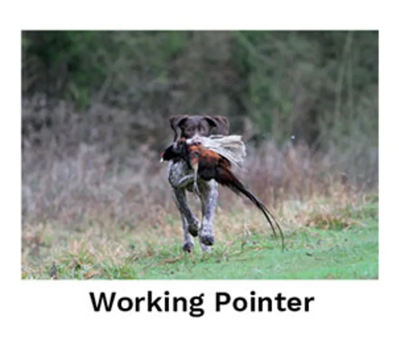 Kevin Milner Countryside Cards - Working Pointer